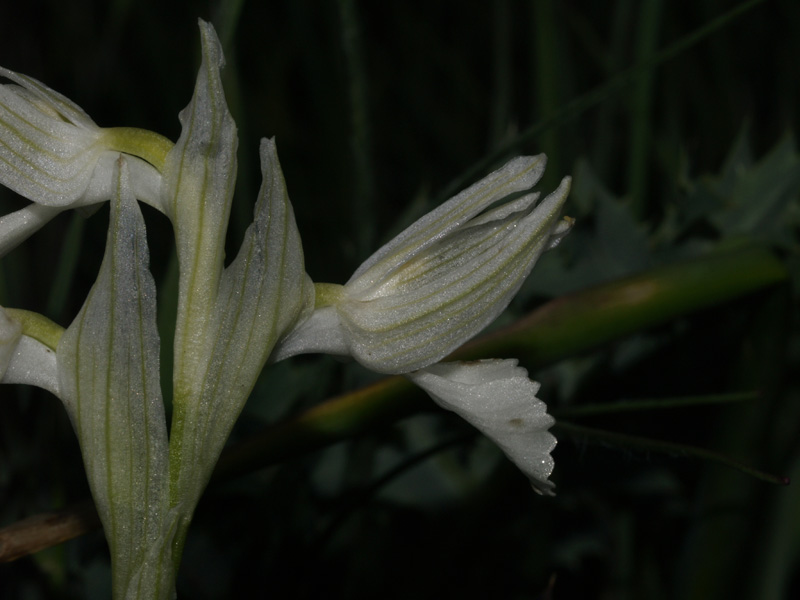 orchis papilionacea apocromatica